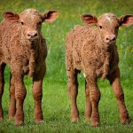 calves-813118_1280
