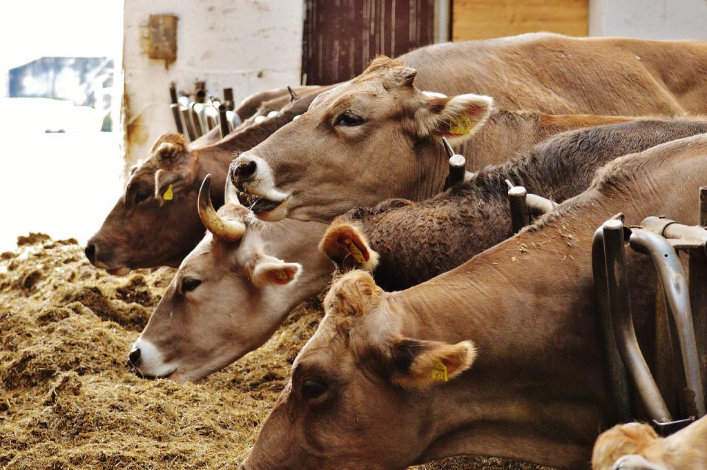 cows-1320885_1280