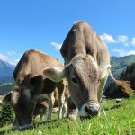 cows-cow-203460_1280