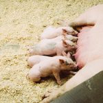 pigs-691762_1280